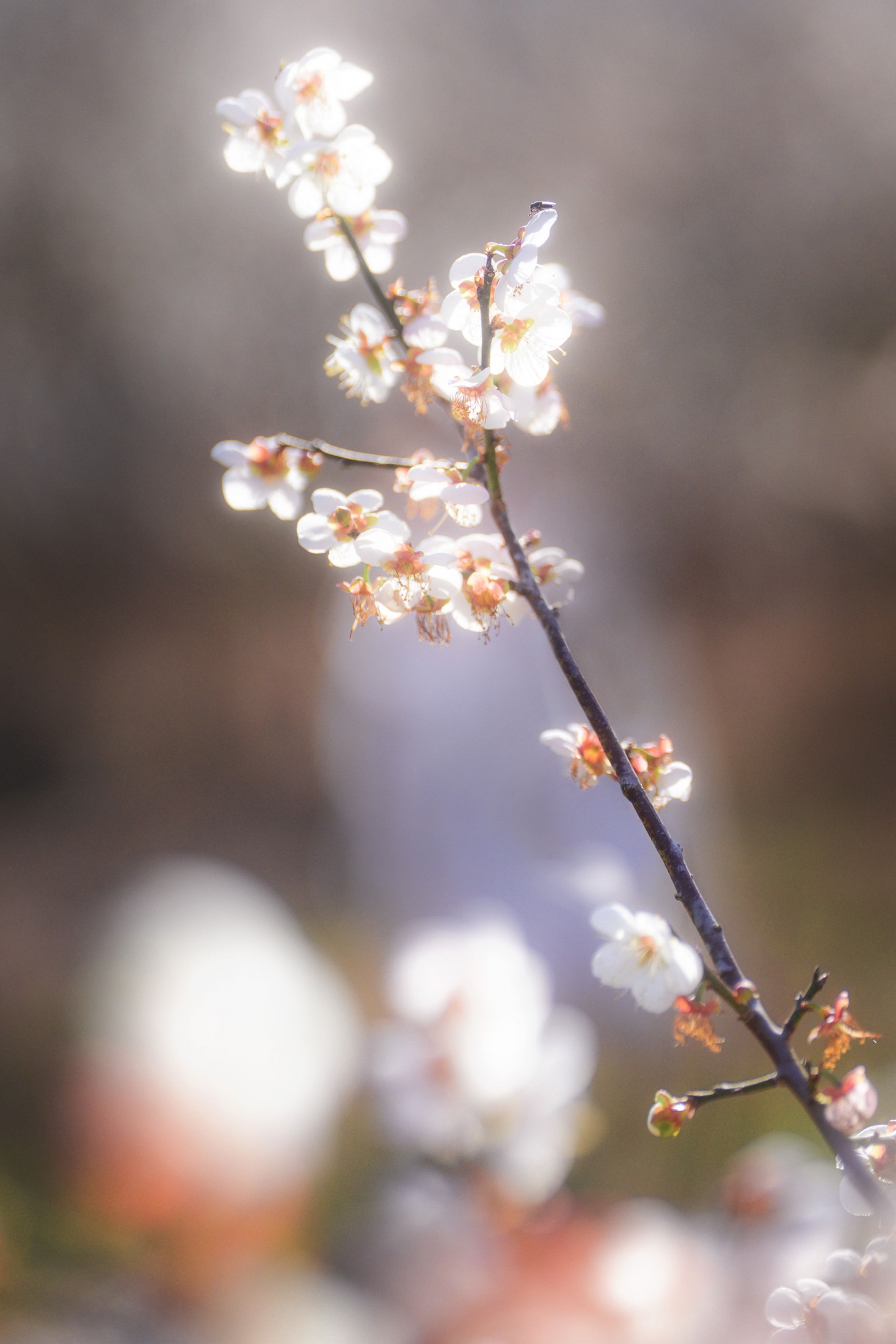暴躁的果酱大爷 – 《古风人像拍摄-梅花-果酱》[18P]